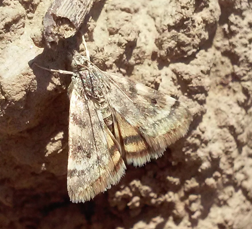 General Are these moths harmful to watermelon?