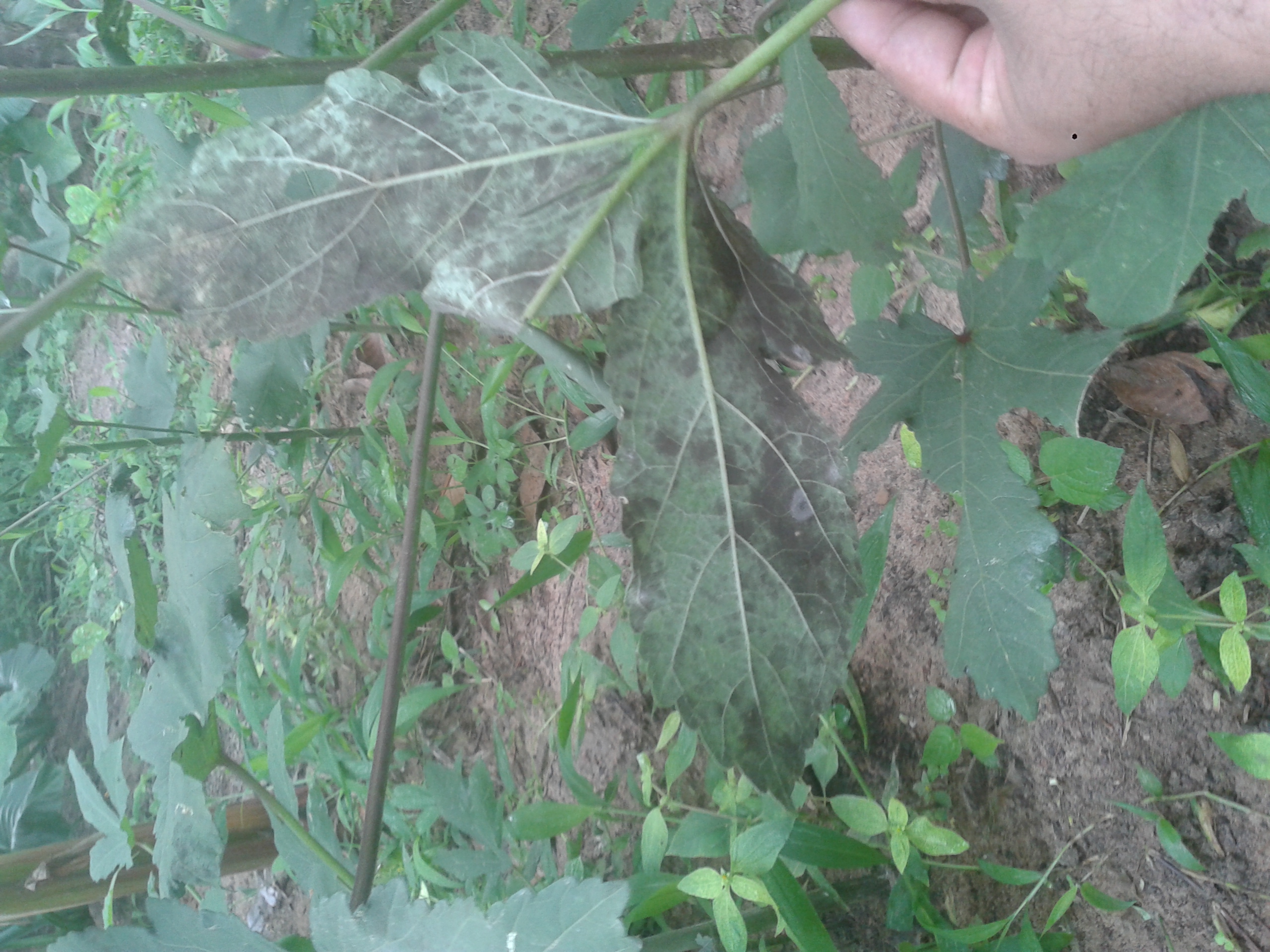 Okra Black / Grey spots on bottom side of he leaves Photos attached.