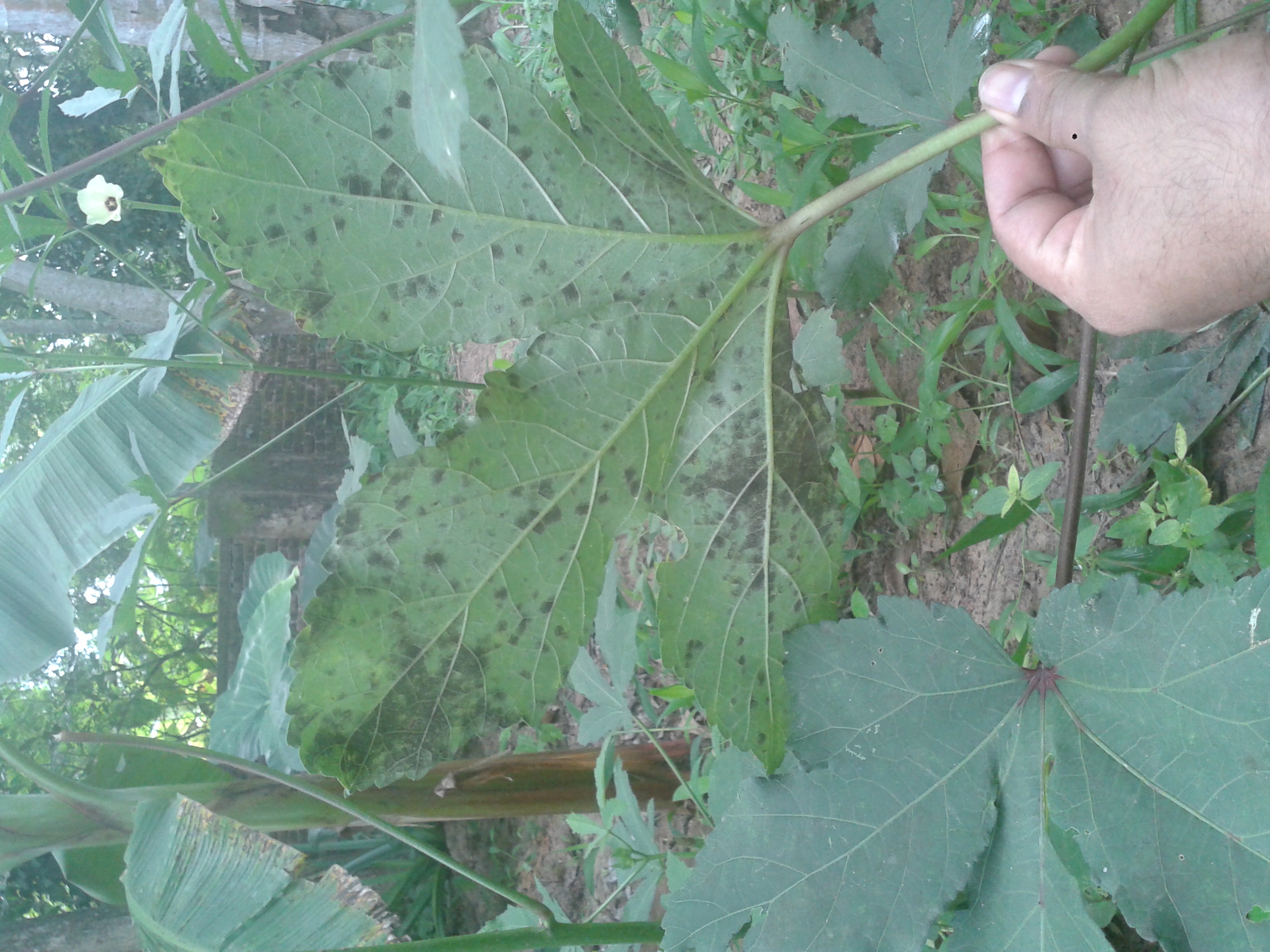 Okra Black / Grey spots on bottom side of he leaves Photos attached.