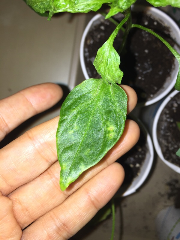 Pepper, bell Pepper leaves turning yellow and curling