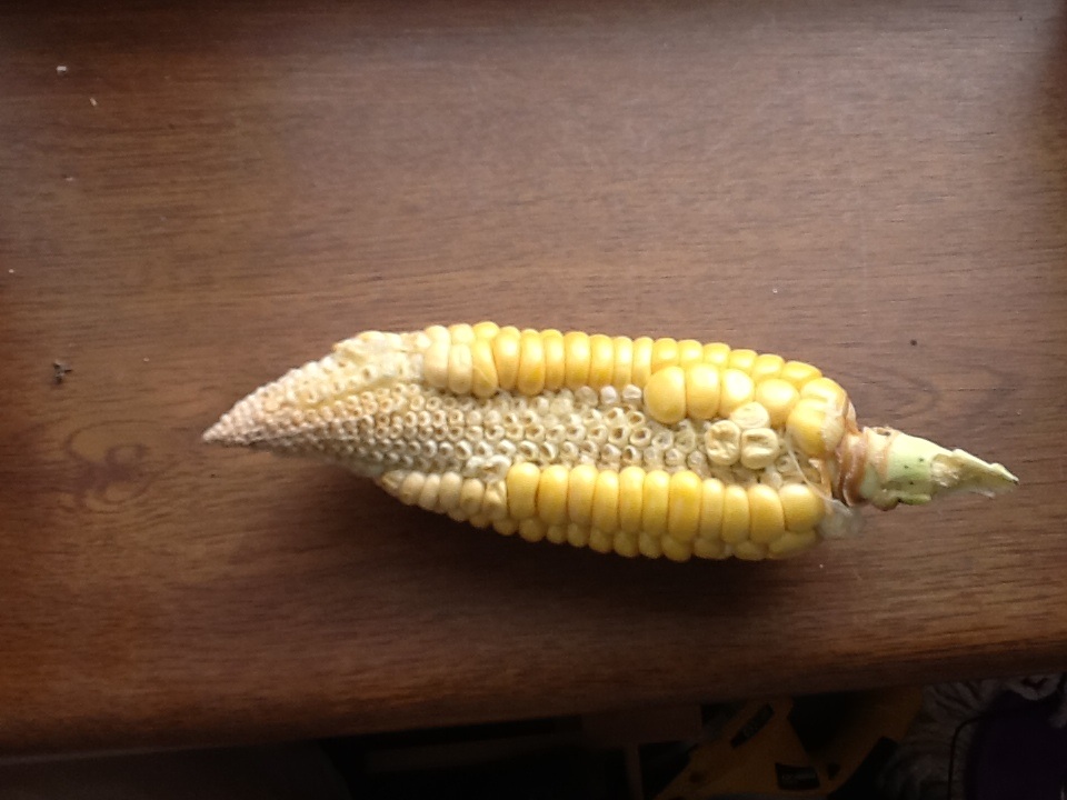 Maize (corn) Problem with my Sweet Corn