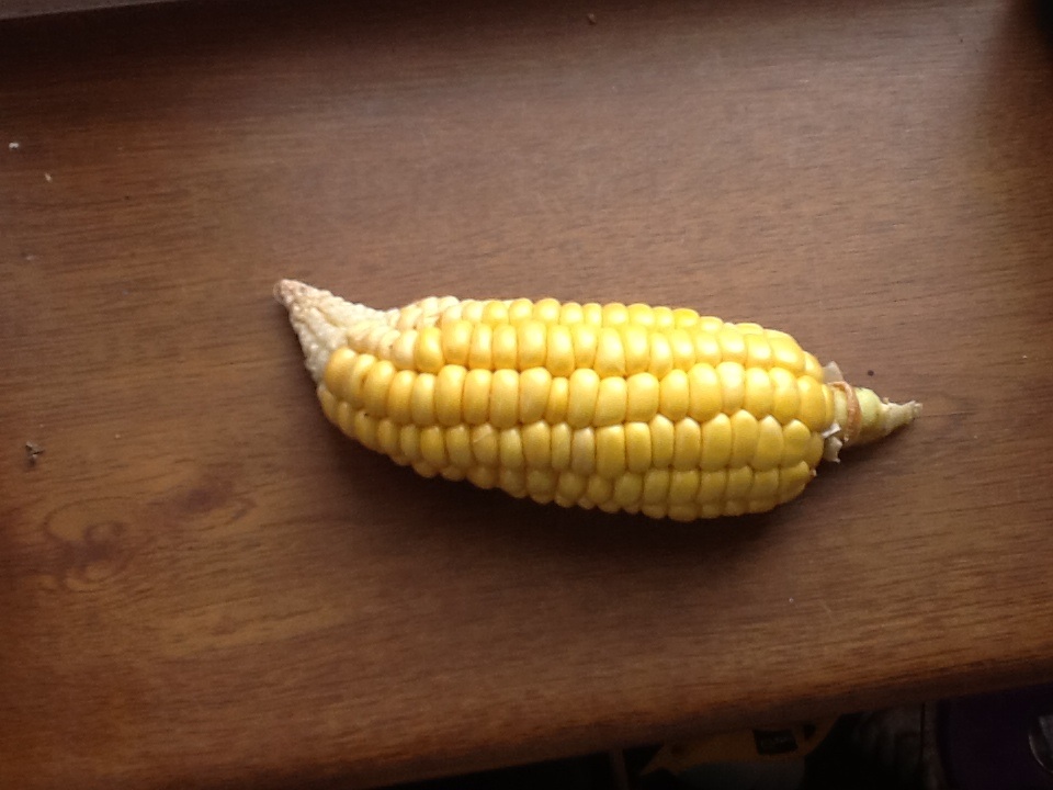 Maize (corn) Problem with my Sweet Corn