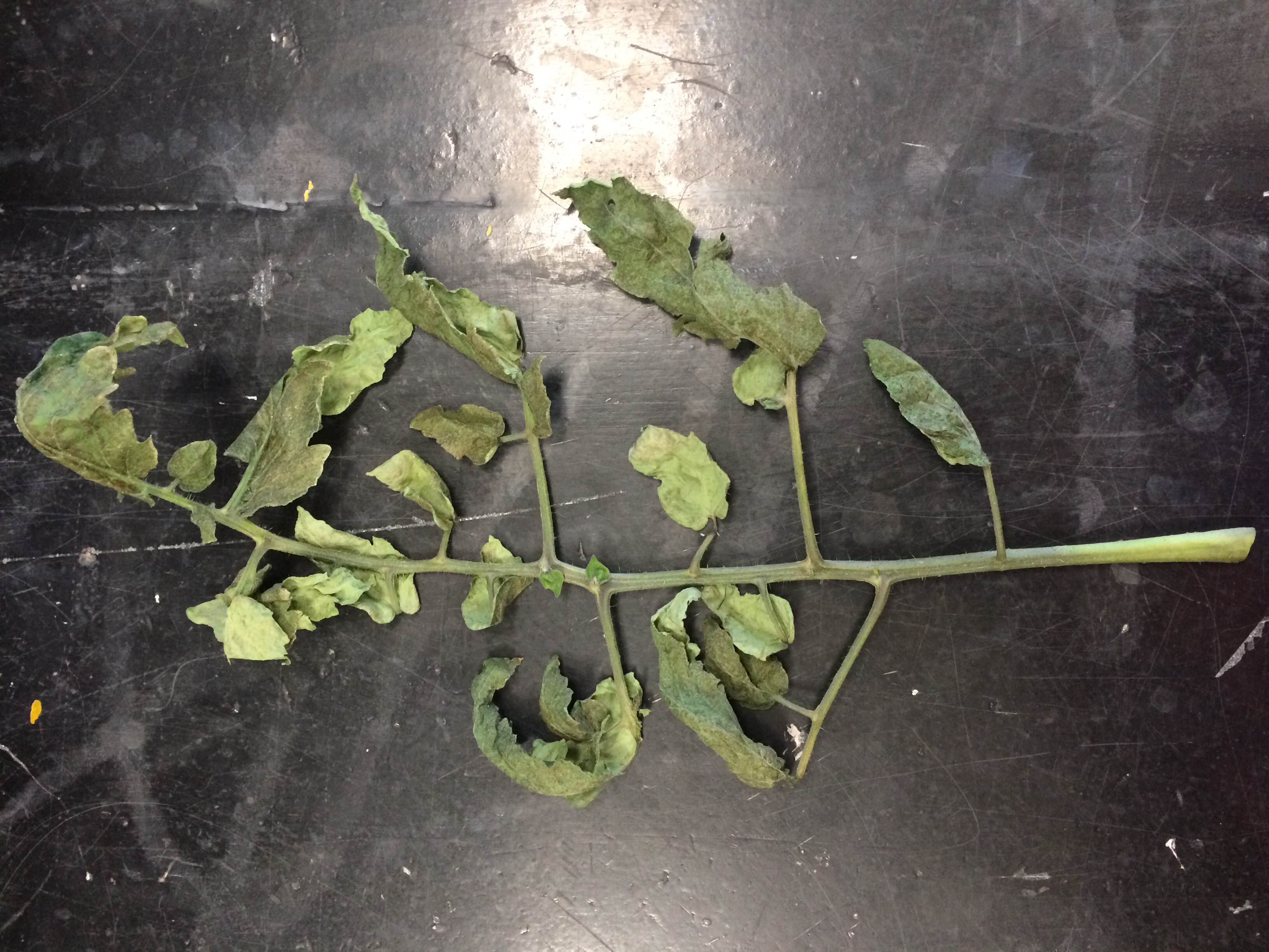 Tomato Tomato Plant Symptom (bronzed leaf and then die)