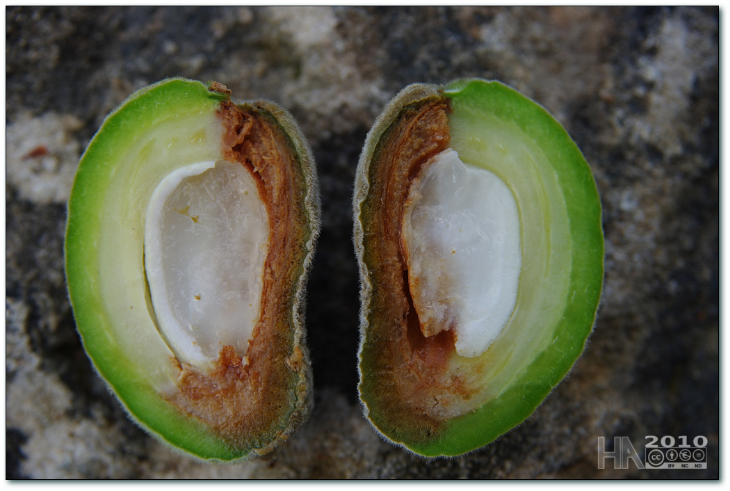 Almond Diseases and Pests, Description, Uses, Propagation