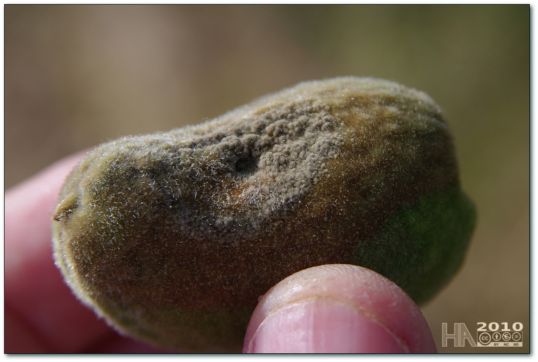 Almond Diseases and Pests, Description, Uses, Propagation