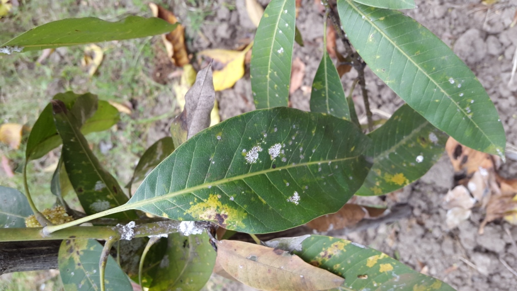 Mango What is wrong with my mango trees?