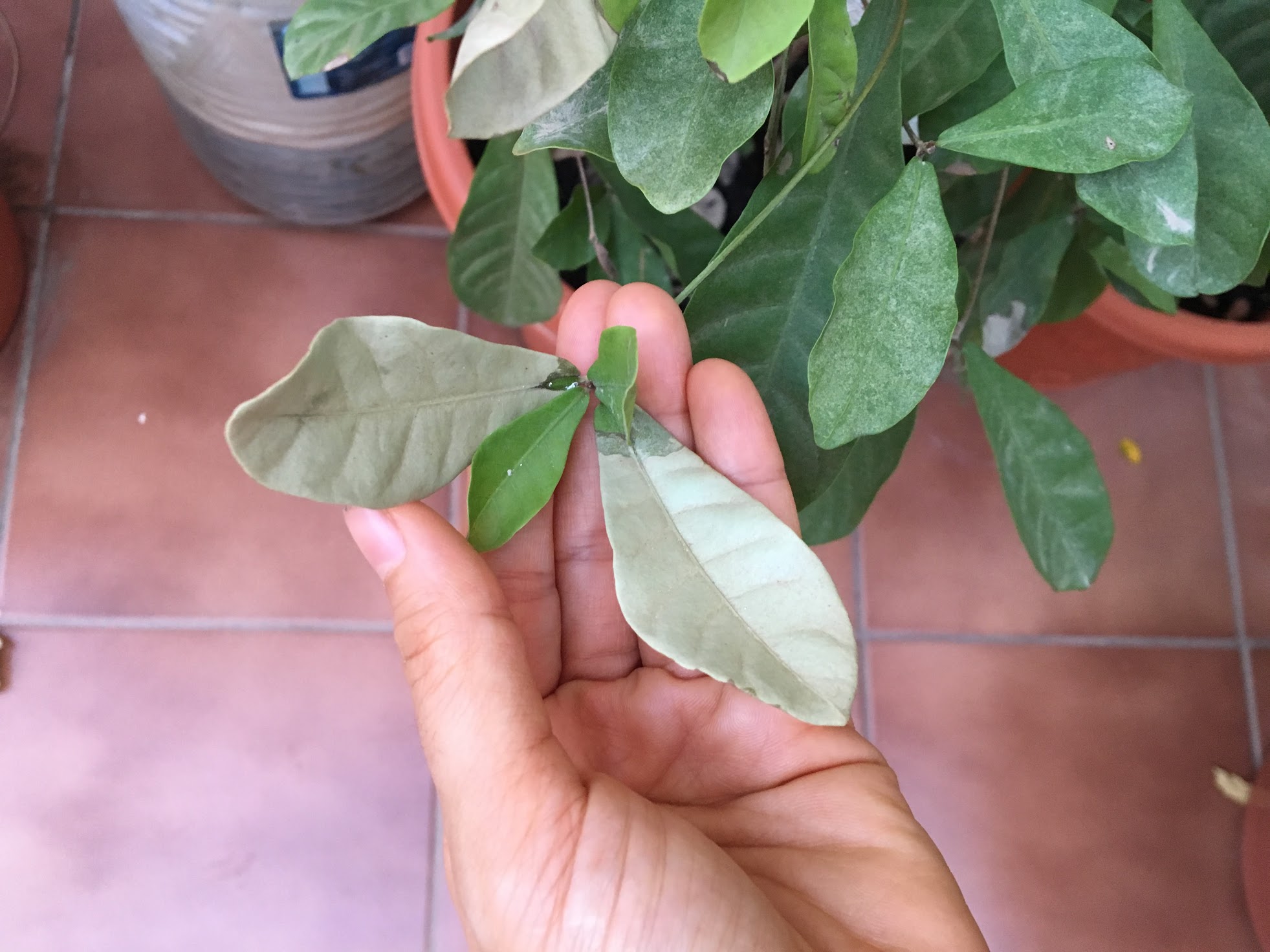 General Miracle Fruit