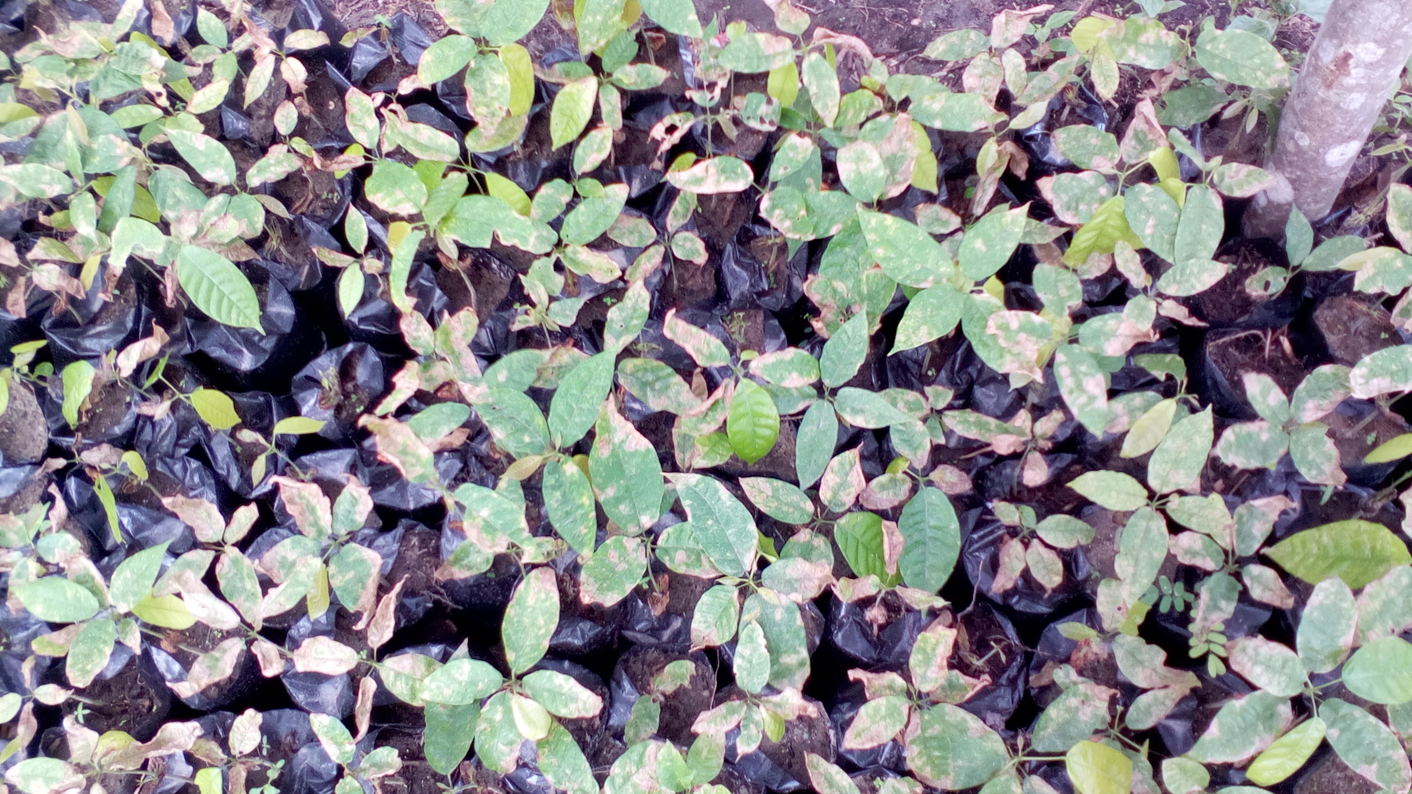 Cocoa (cacao) Cocoa dry leaves