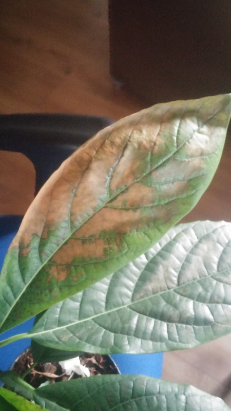 Avocado | Brown spots and curling leaves on Avocado