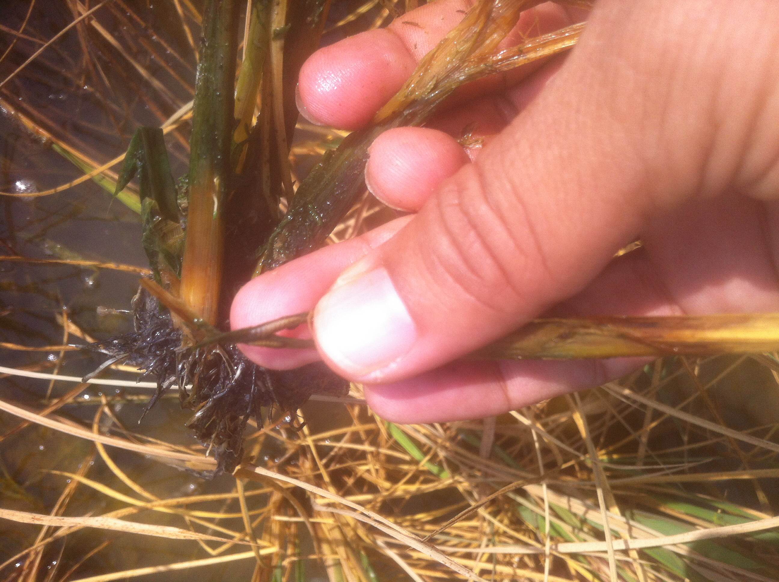 Rice | Rice plants dying with dried leafs.
