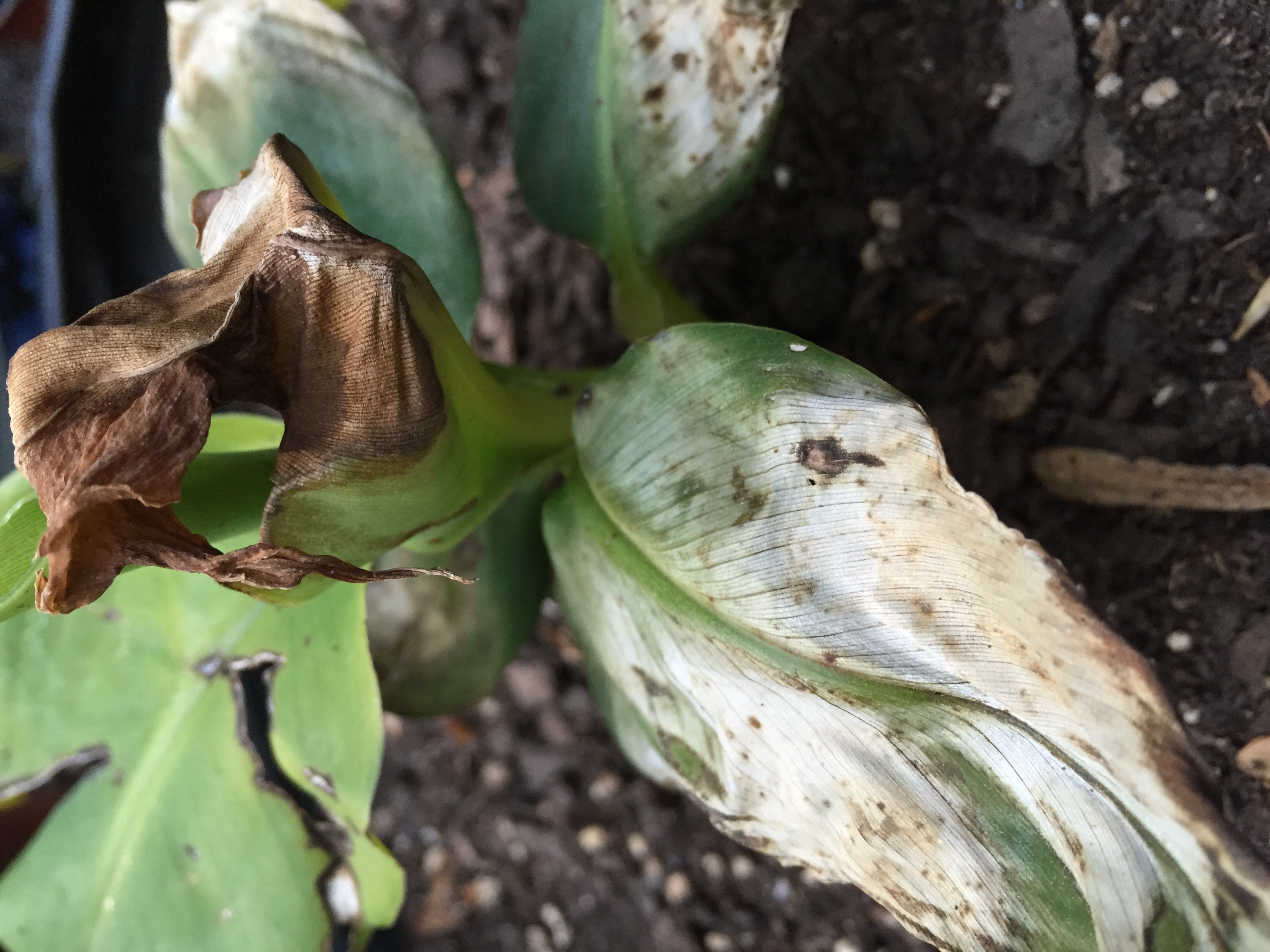 Banana Wilting White/Brown Leaves on Banana Plant