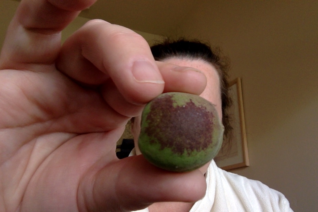 Apricot Can you identify these spots on apricots and help me to treat