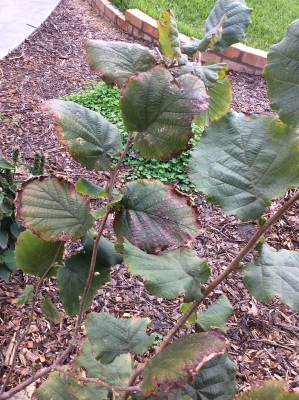 Hazelnut (filbert) What is the cause of the discoloration of the