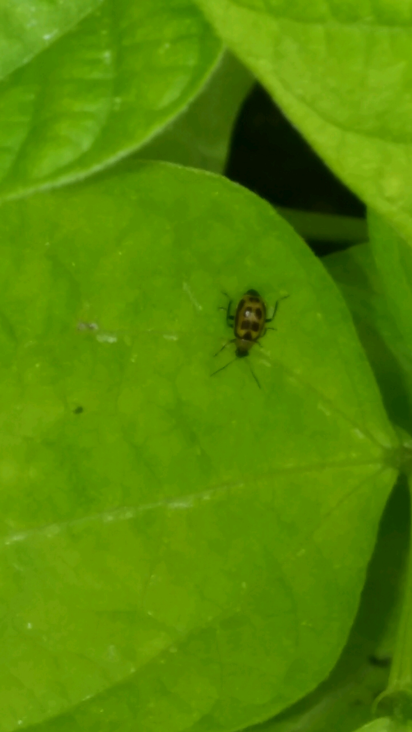 Bean What are these bugs on my bean plants?