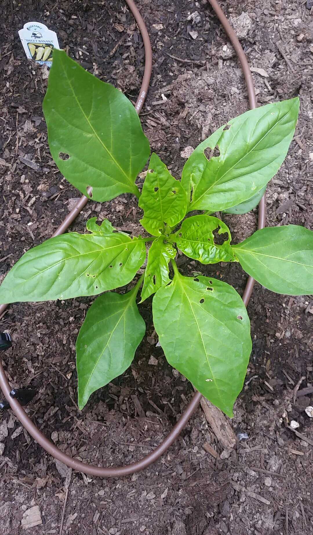 Pepper, bell Holes in leaves of peppers