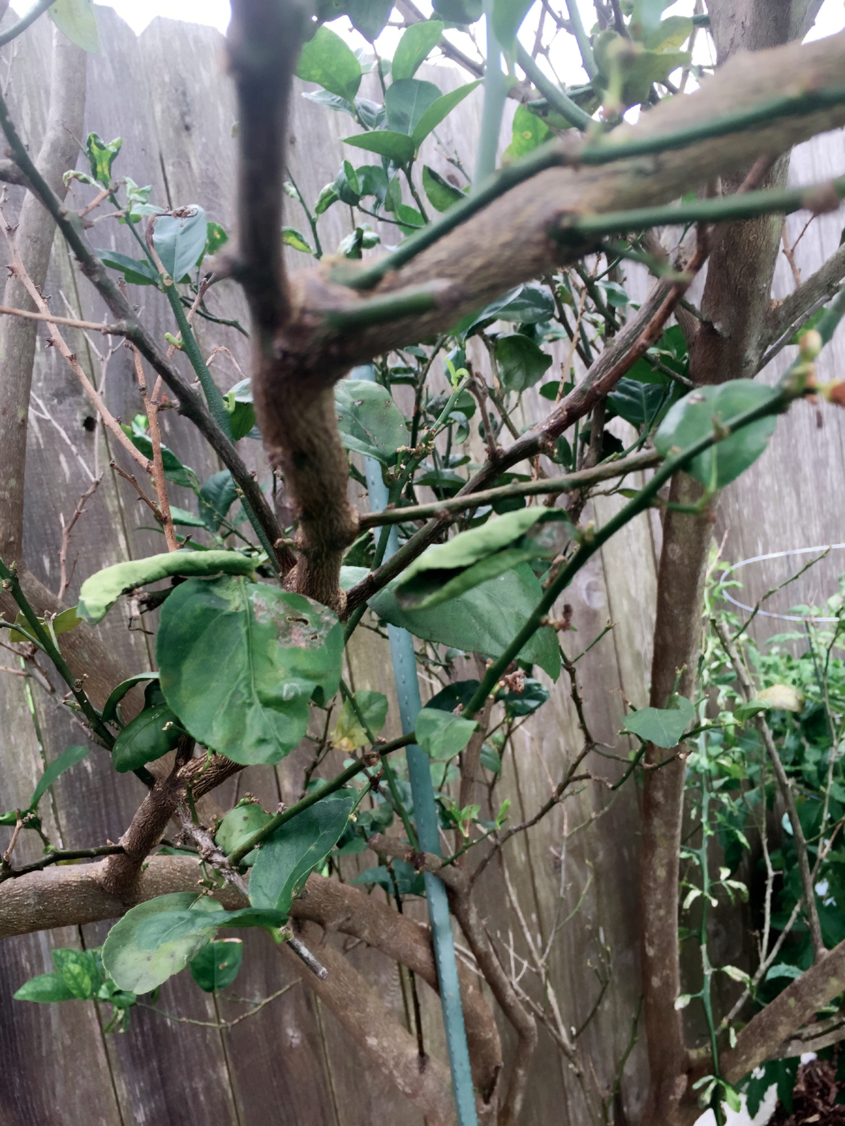 Lime, sour Key Lime tree issues