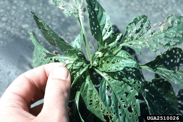 Chilli Pepper Diseases and Pests, Description, Uses, Propagation