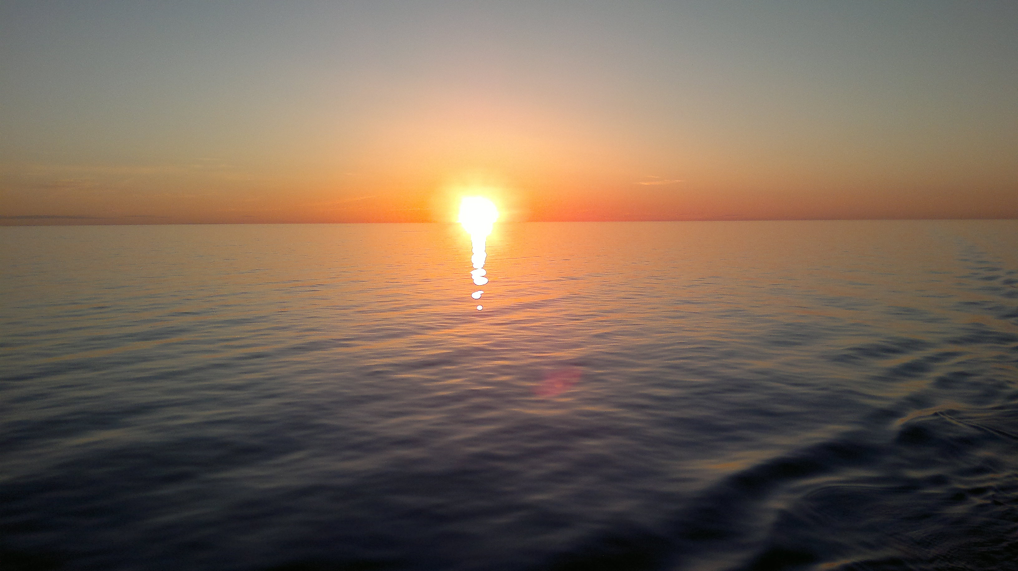 Potato Potato plants being eaten