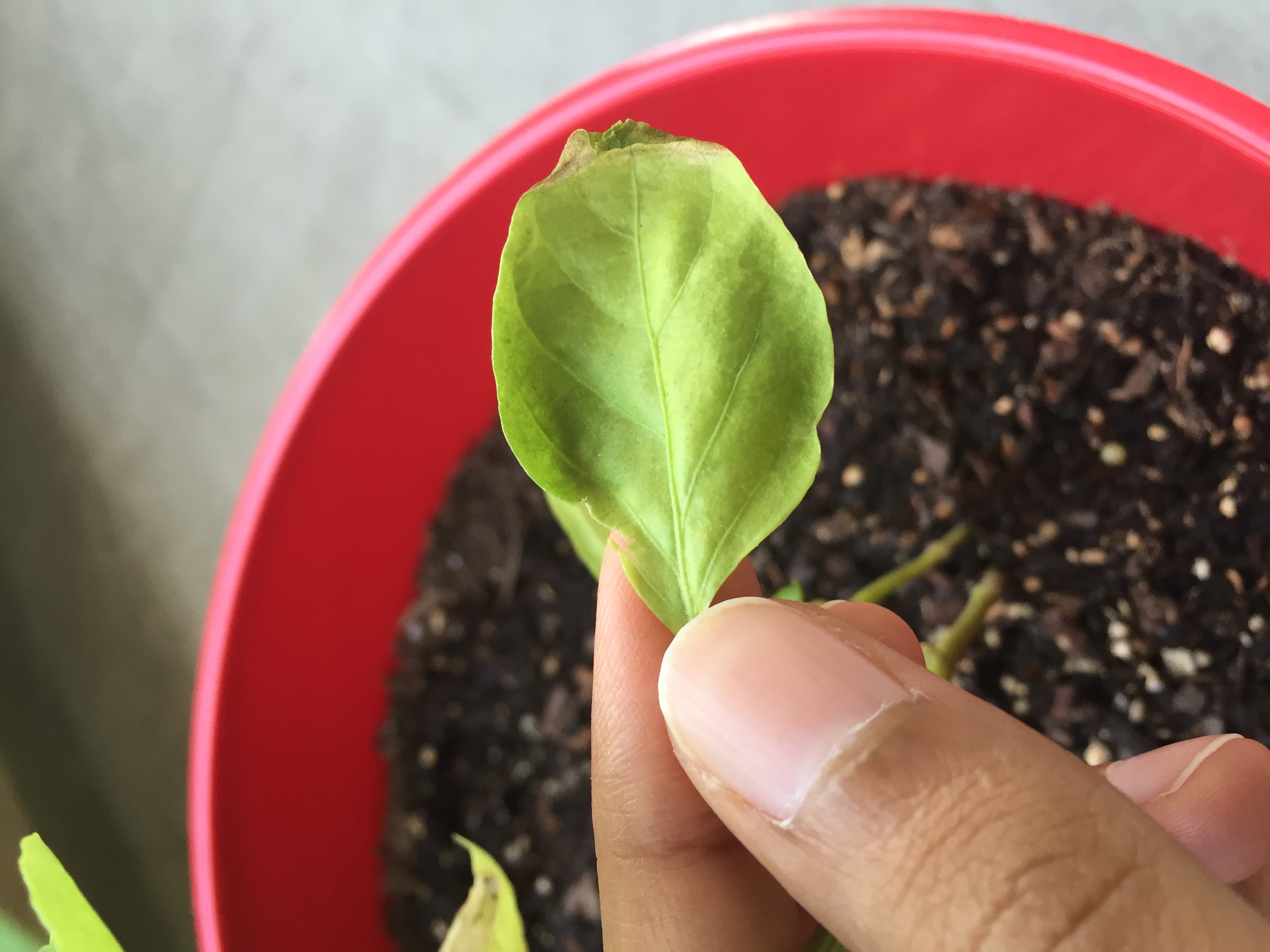 Pepper, bell Yellow and Curled Pepper leaves