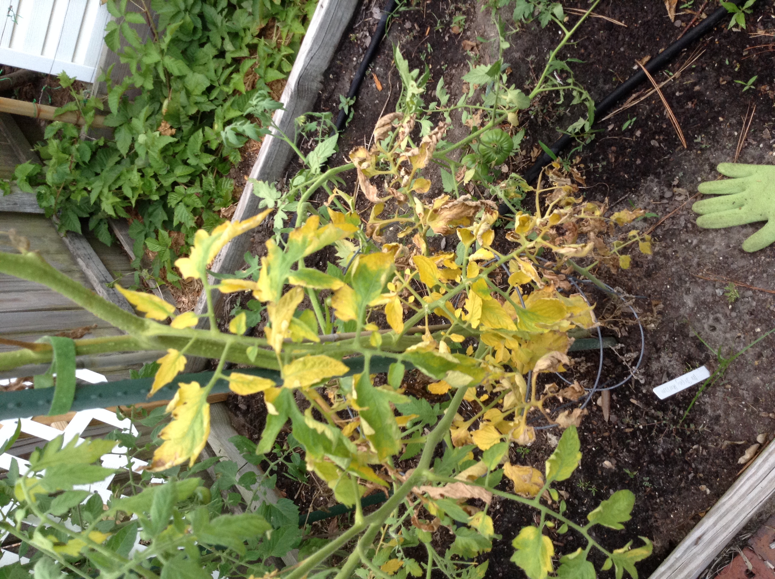 Tomato Yellowing Tomato Leaves
