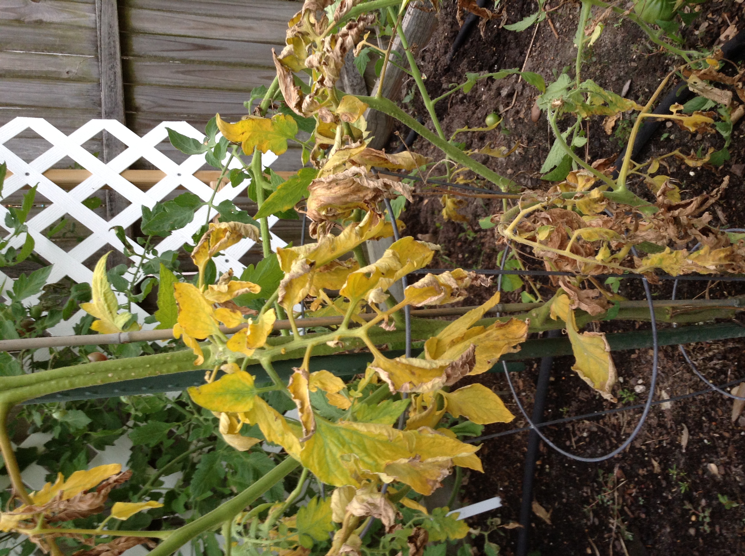 Tomato Yellowing Tomato Leaves