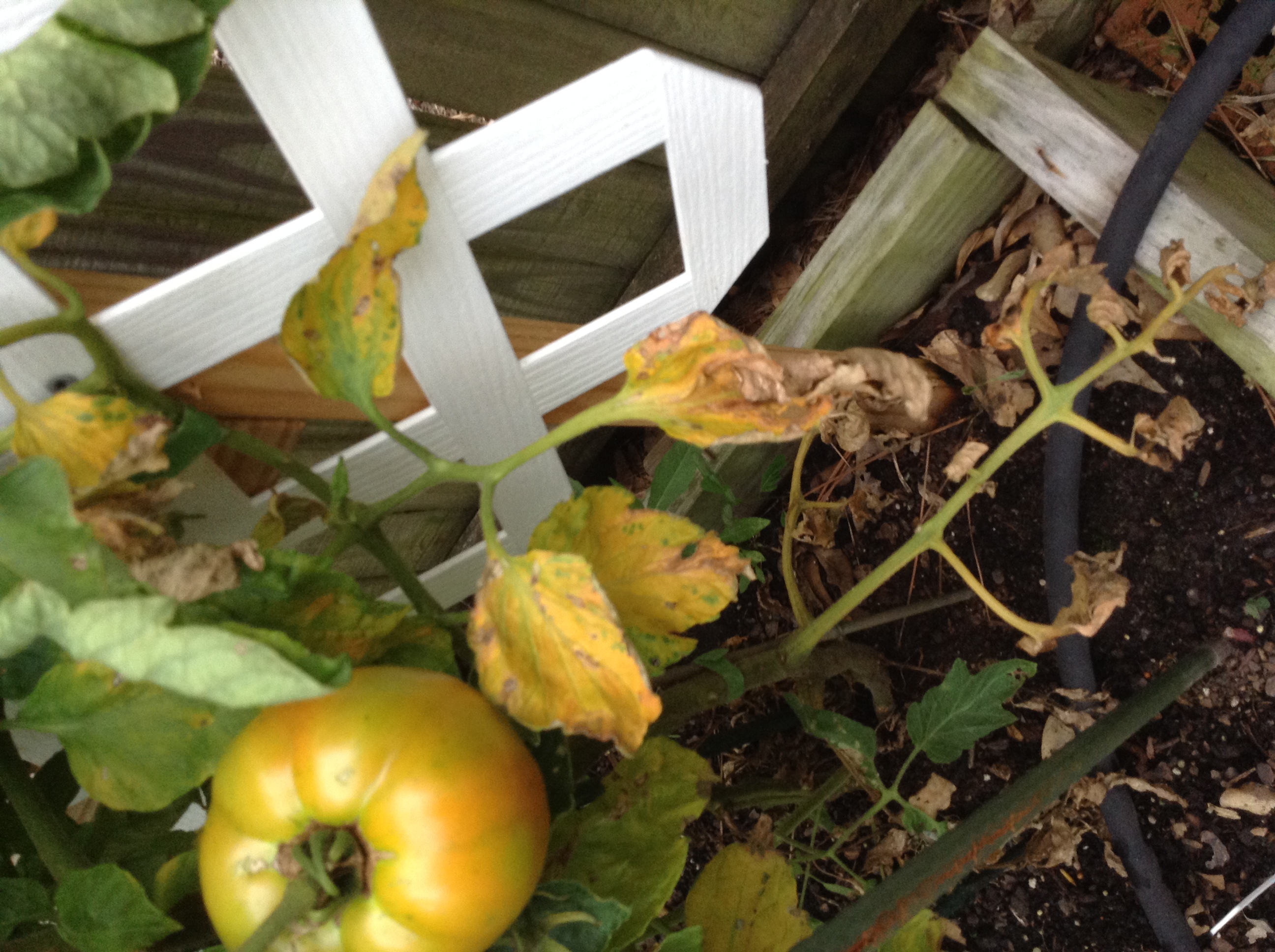 Tomato | Yellowing tomato leaves