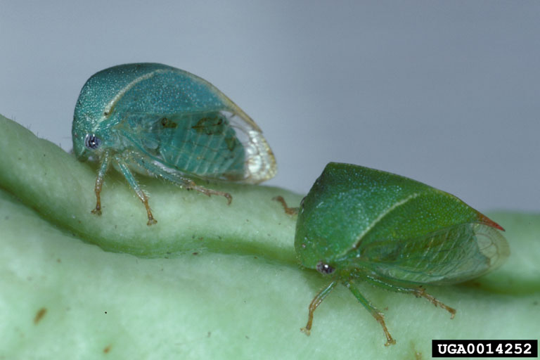 Alfalfa Diseases and Pests, Description, Uses, Propagation