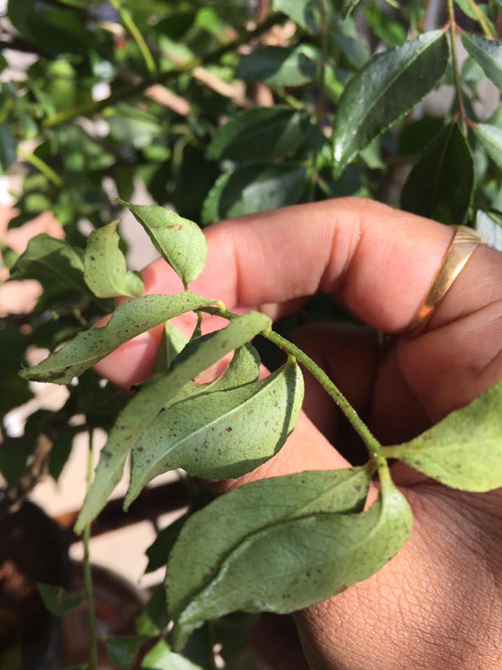 Potato Seeing soil like dark spots on my potato leaves and curry leaves