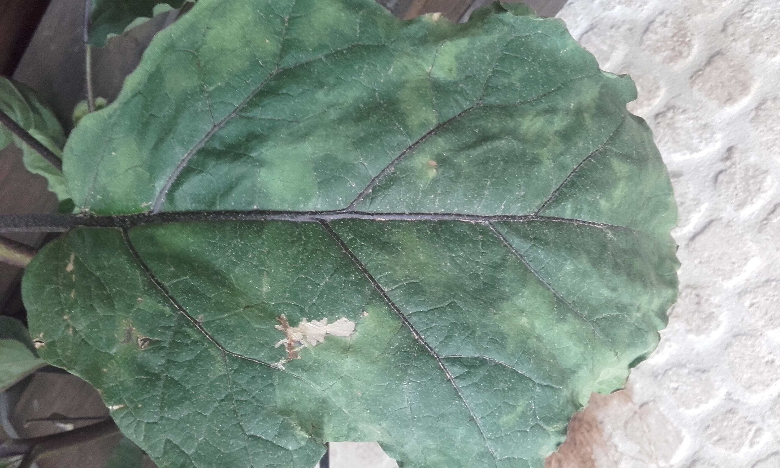 Eggplant What is this? A physiological disorder or a disease?