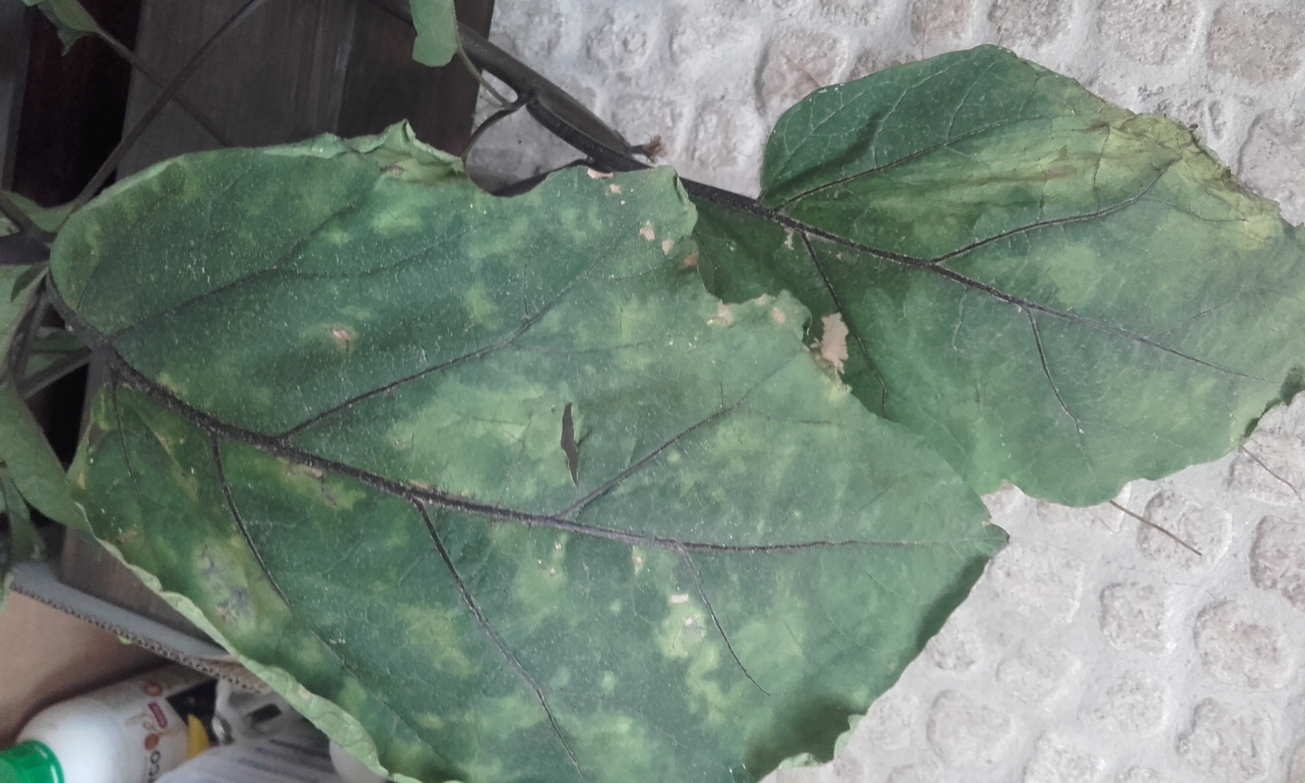 Eggplant What is this? A physiological disorder or a disease?
