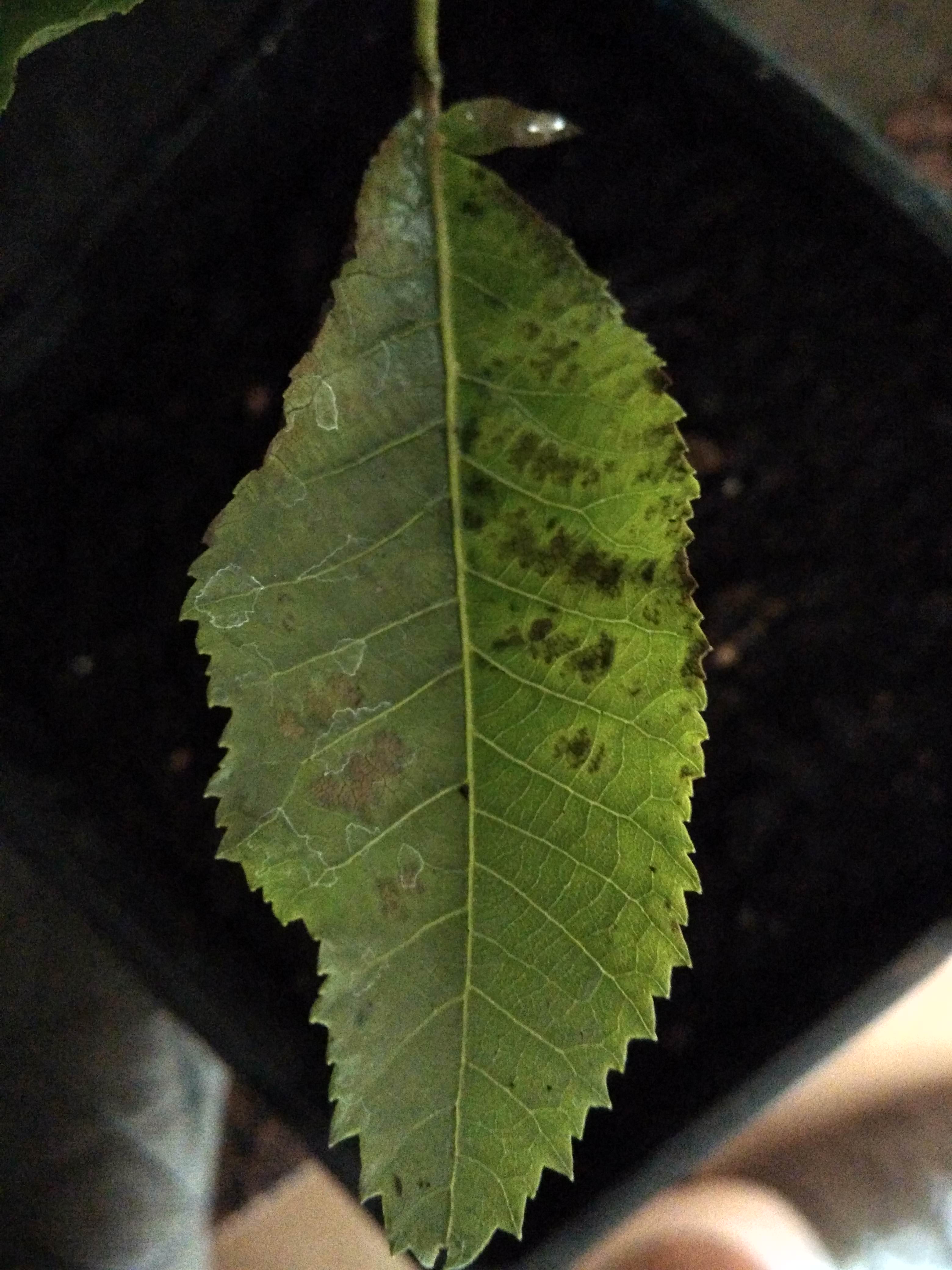 Pecan Pecan seedlings die after spots on leaves why?