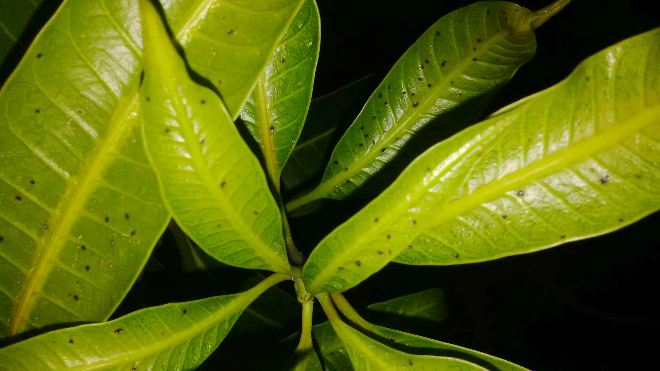Mango Black spots on Mango leaves