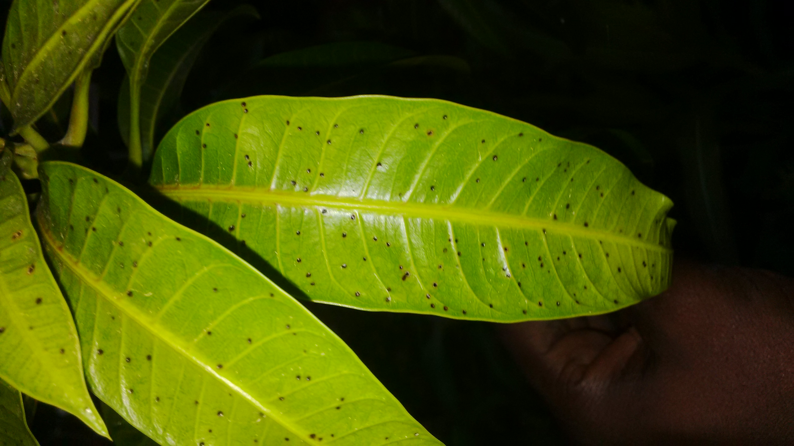 Mango Black spots on Mango leaves