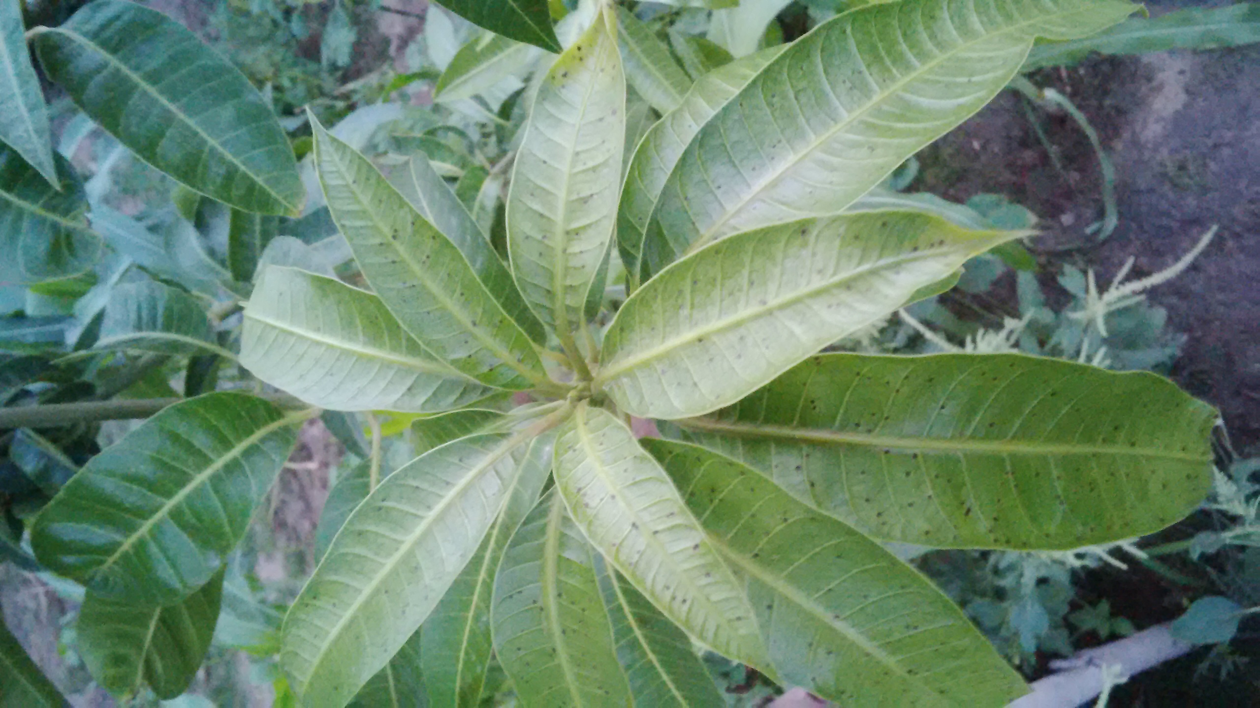 Mango Black spots on Mango leaves