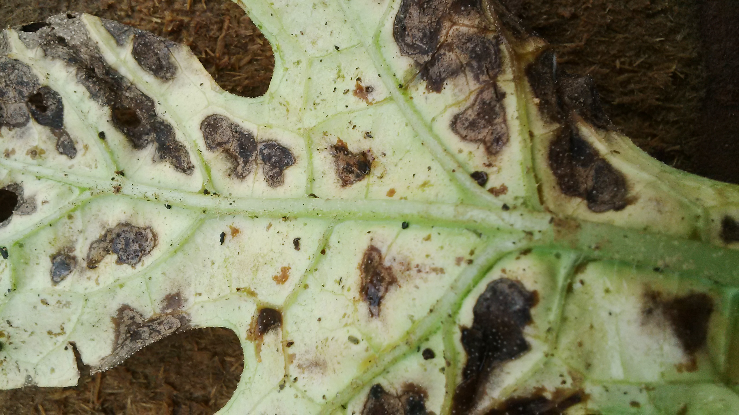 Watermelon Watermelon leaves turning brown