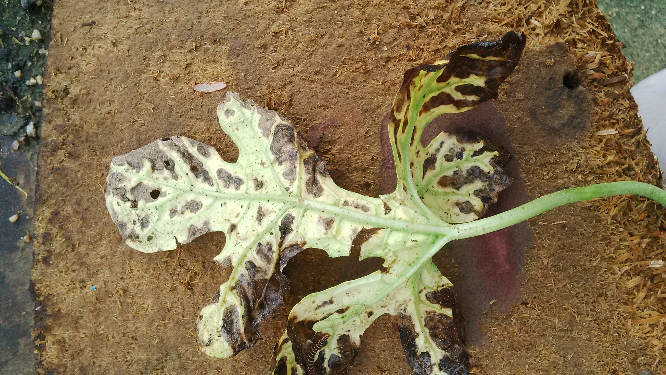 Watermelon Watermelon leaves turning brown