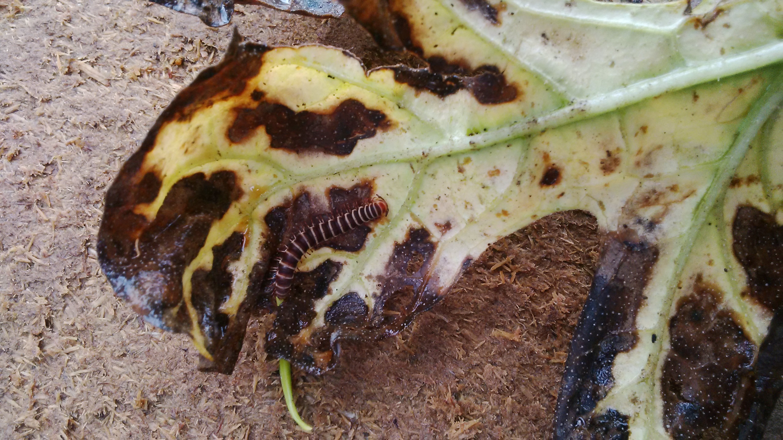 Watermelon Watermelon leaves turning brown