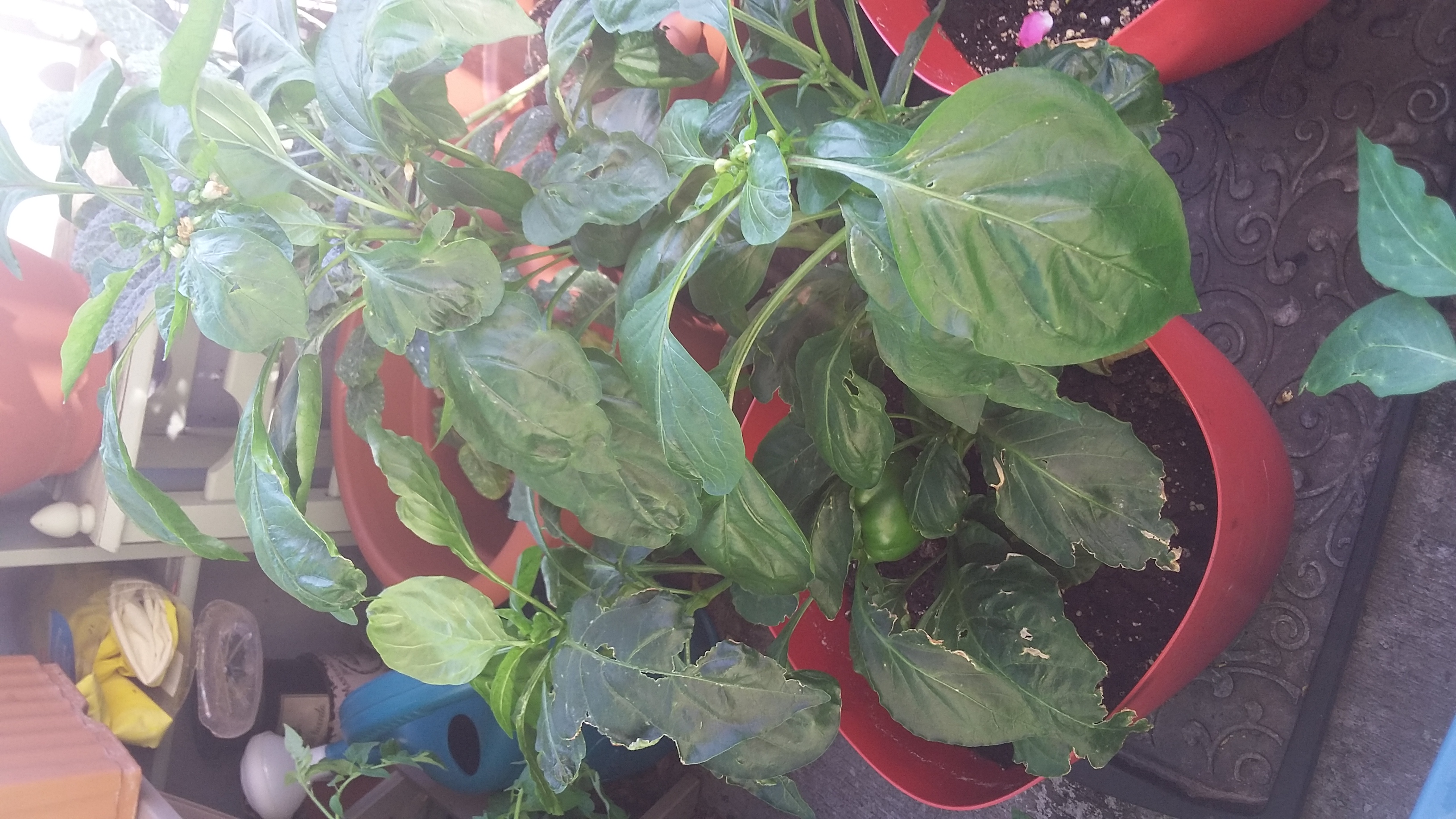 Pepper, bell Deformed Pepper Leaves