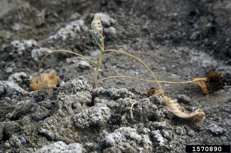 Kale Diseases and Pests, Description, Uses, Propagation