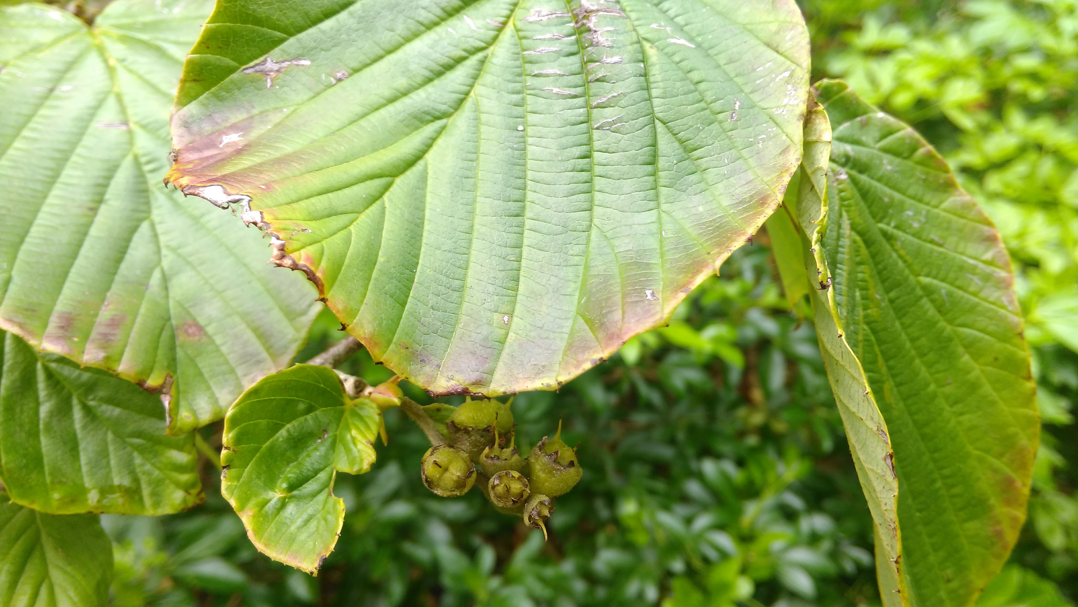 Hazelnut (filbert) Is this a hazelnut gone wrong!?