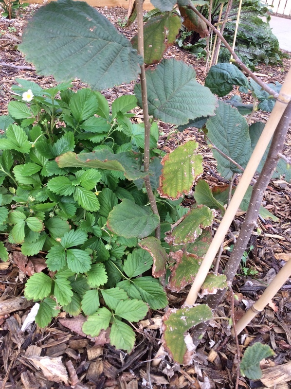 Hazelnut (filbert) Is this a hazelnut gone wrong!?