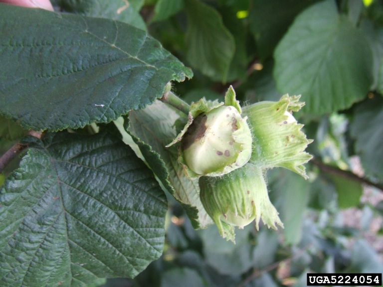 Hazelnut (filbert) Is this a hazelnut gone wrong!?