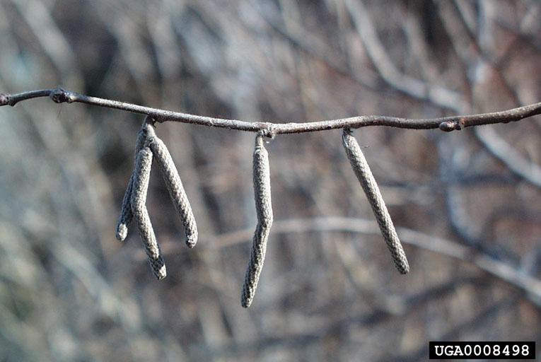 Hazelnut (filbert) Is this a hazelnut gone wrong!?