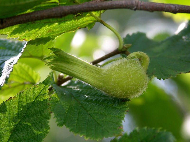 Hazelnut (filbert) Is this a hazelnut gone wrong!?