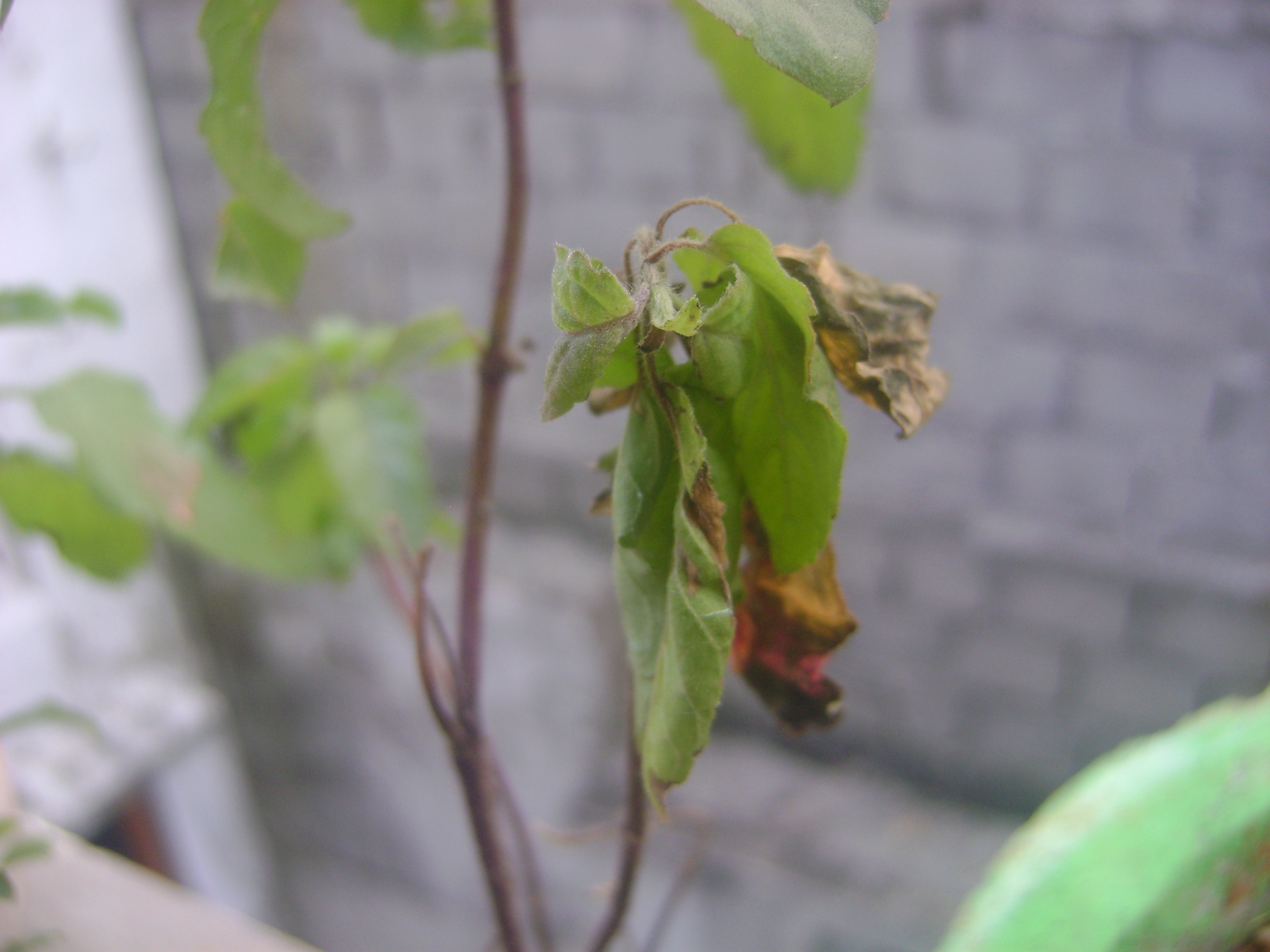 Basil | My Basil plant is not growing and its dying.