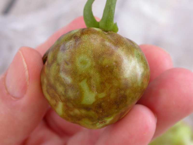 PlantVillage tomato disease
