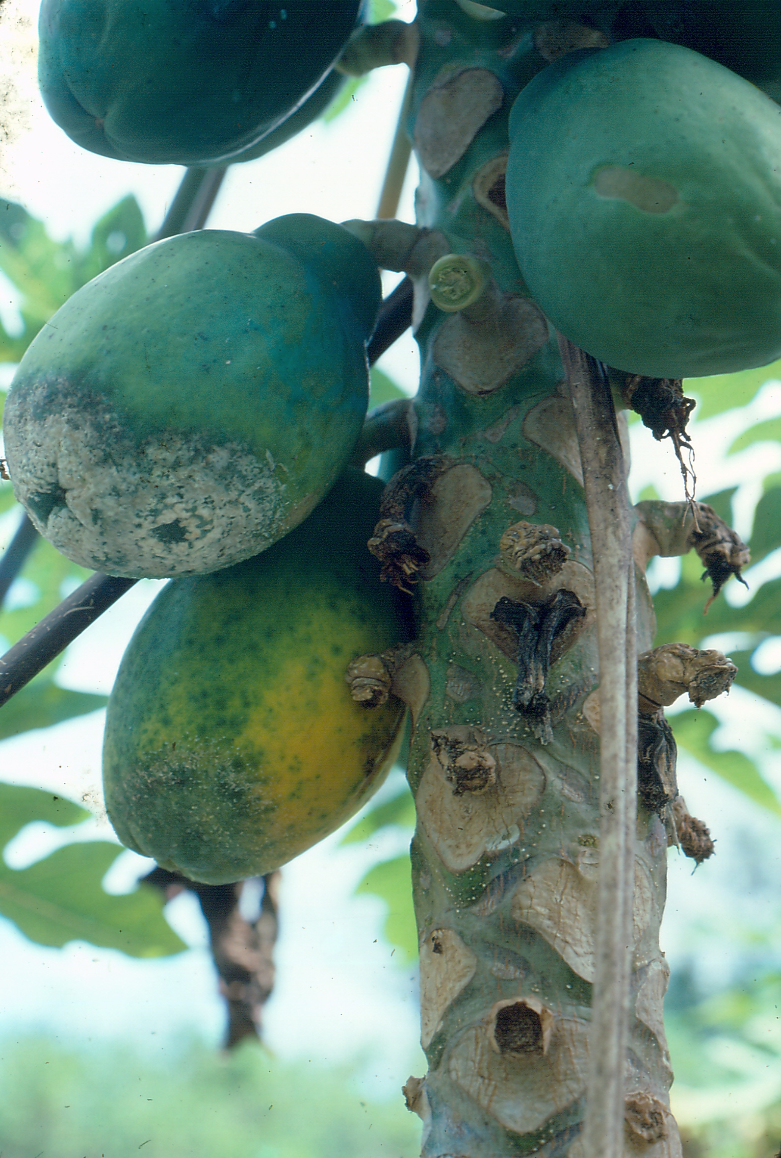 Papaya (pawpaw) Diseases and Pests, Description, Uses, Propagation