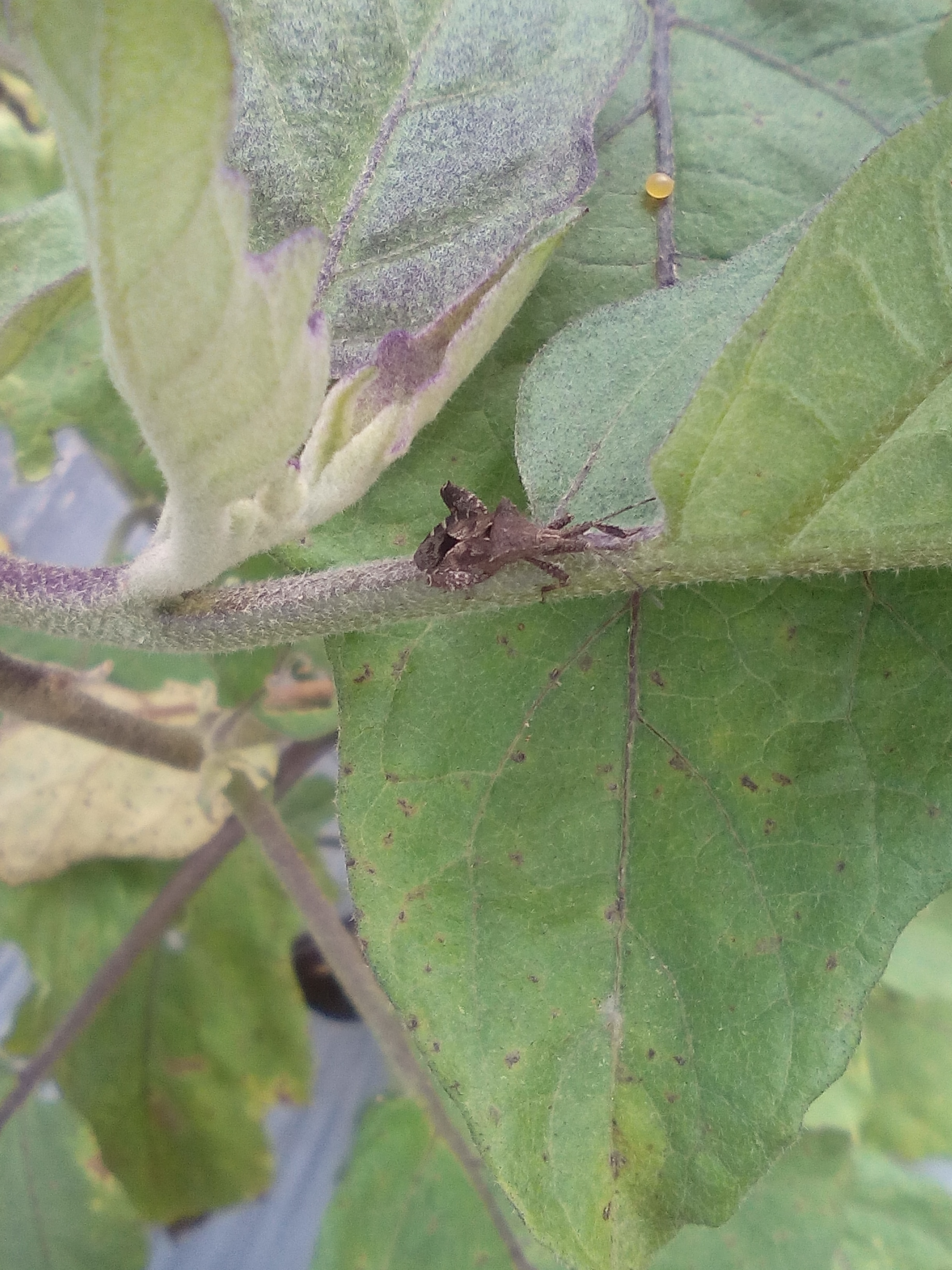 Eggplant | Identify possible pest