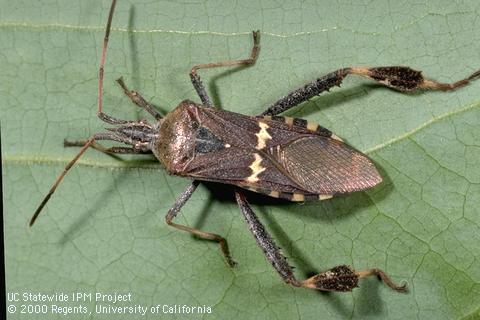 Eggplant | Identify possible pest