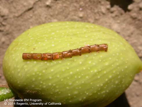 Eggplant | Identify possible pest